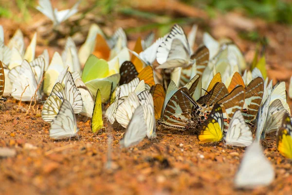 Grup yere Tayland ulusal parkta güzel kelebek