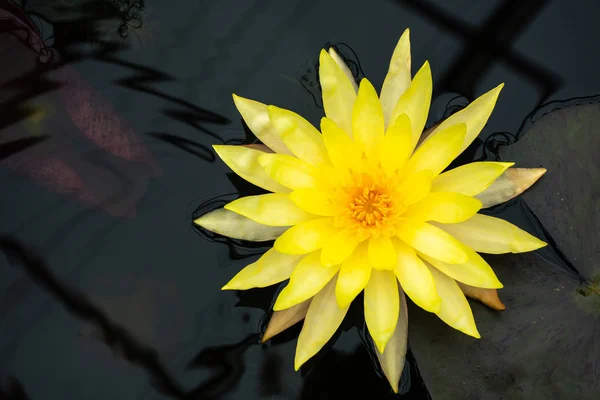 Lótus Amarelo Bonito Pântano Parque — Fotografia de Stock