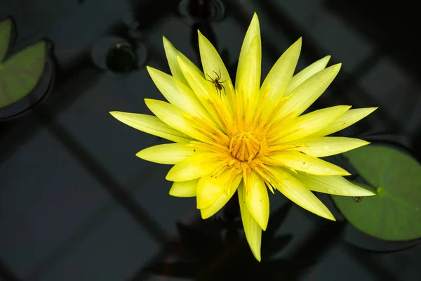 Piękne Żółte Lotus Owadów Bagna Parku — Zdjęcie stockowe