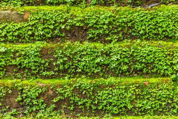 Alte Ziegelmauer Mit Grünem Moos Und Pflanzen — Stockfoto