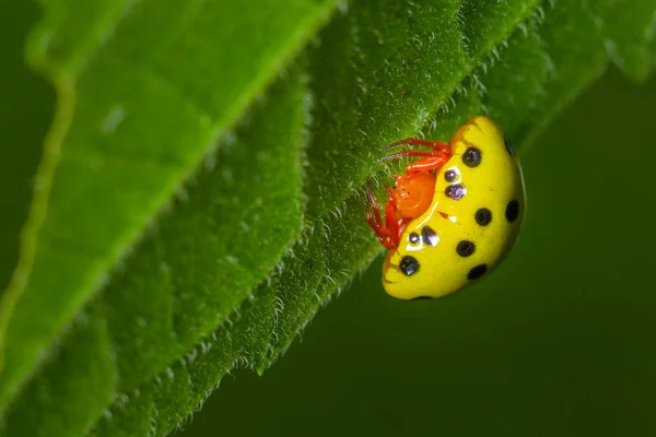 Beautiful Yellow Body Black Spot Orange Head Ladybug Climbing Green — Stock Photo, Image