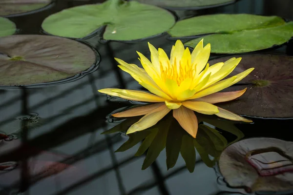 Beautiful yellow lotus in swamp in park