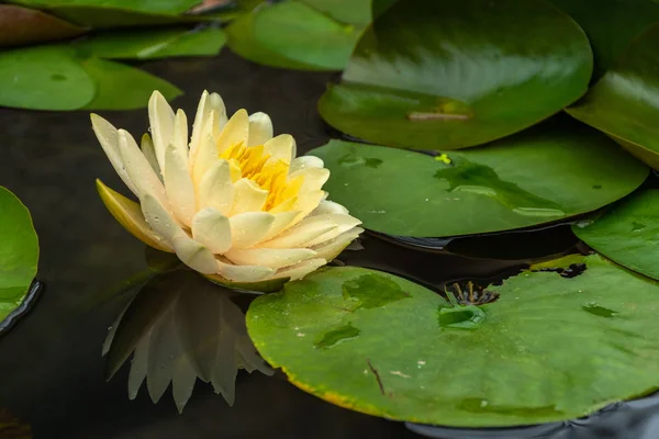 Piękne Żółte Lotus Bagna Parku — Zdjęcie stockowe