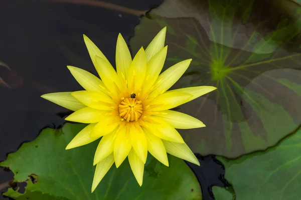 Lótus Amarelo Bonito Com Inseto Pântano Parque — Fotografia de Stock