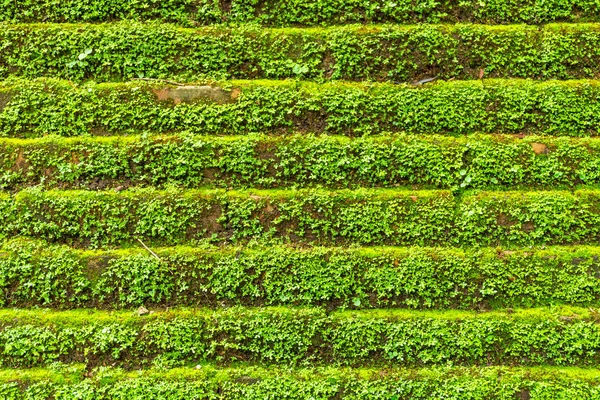 Alte Ziegelmauer Mit Grünem Moos Und Pflanzen — Stockfoto