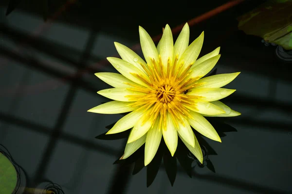 Lótus Amarelo Bonito Com Inseto Pântano Parque — Fotografia de Stock