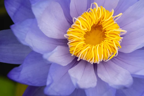 Zbliżenie Piękna Niebieskiego Lotosu Żółtym Pyłkiem Bagna Parku — Zdjęcie stockowe