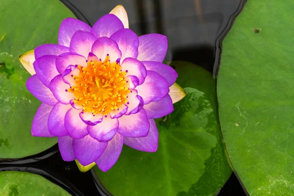Beautiful Purple Lotus Yellow Pollen Swamp Park — Stock Photo, Image