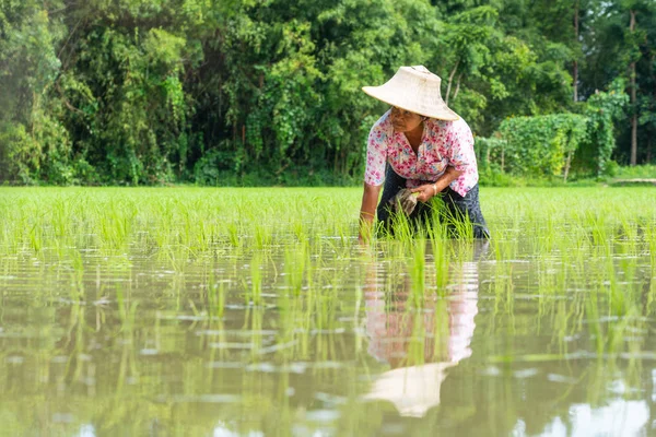 Nakhon Nayok, Tayland - 15 Temmuz 2018: Nakhon Nayok, Tayland alanında pirinç büyüyen üst düzey kadın çiftçi