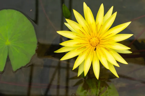 Lótus Amarelo Bonito Com Inseto Pântano Parque — Fotografia de Stock