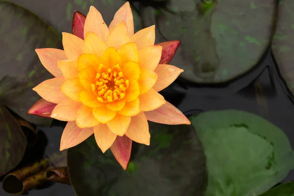 Piękny Pomarańczowy Lotus Żółtym Pyłkiem Bagna Parku — Zdjęcie stockowe