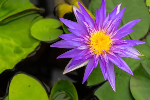 公園内の沼に黄色い花粉と美しい紫蓮 — ストック写真