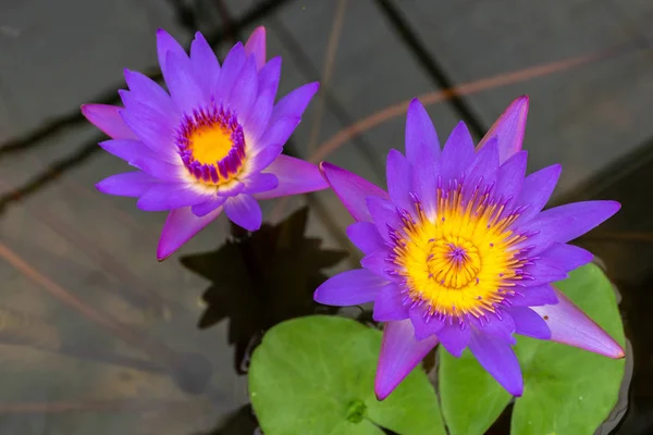 公園内の沼に黄色い花粉と美しい紫蓮 — ストック写真