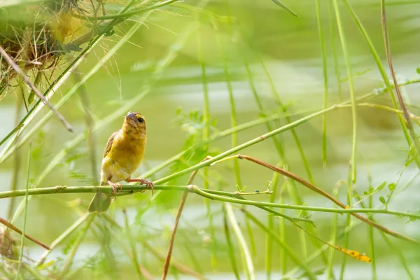 Όμορφη Ασιατική Χρυσή Weaver Κρατώντας Κλάδο Δημόσιο Πάρκο — Φωτογραφία Αρχείου