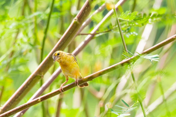 Όμορφη Ασιατική Χρυσή Weaver Κρατώντας Κλάδο Δημόσιο Πάρκο — Φωτογραφία Αρχείου