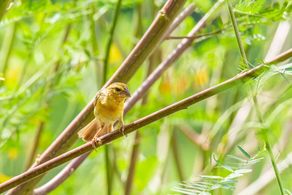 Όμορφη Ασιατική Χρυσή Weaver Κρατώντας Κλάδο Δημόσιο Πάρκο — Φωτογραφία Αρχείου