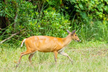 Khao Yai Ulusal Halk Parkı Tayland çayır üzerinde yürüyen vahşi kahverengi munçağı