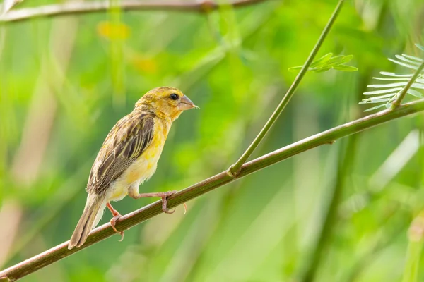 Vackra Asiatiska Gyllene Weaver Holding Gren Offentlig Park — Stockfoto