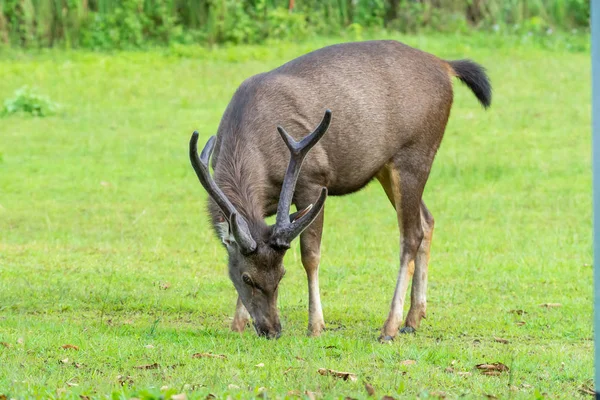 Wilde Braune Hirsche Fressen Gras Auf Einer Wiese Khao Yai — Stockfoto