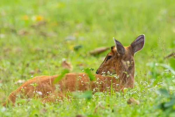 Muntjac Marrone Selvatico Sdraiato Sul Prato Nel Khao Yai National — Foto Stock