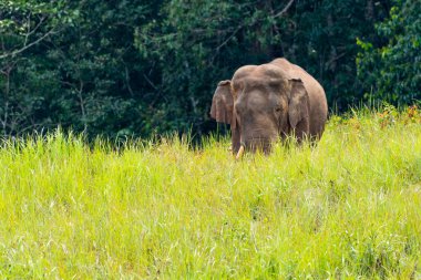Vahşi fil çayır ot yemek için ulusal parkta yürüyüş