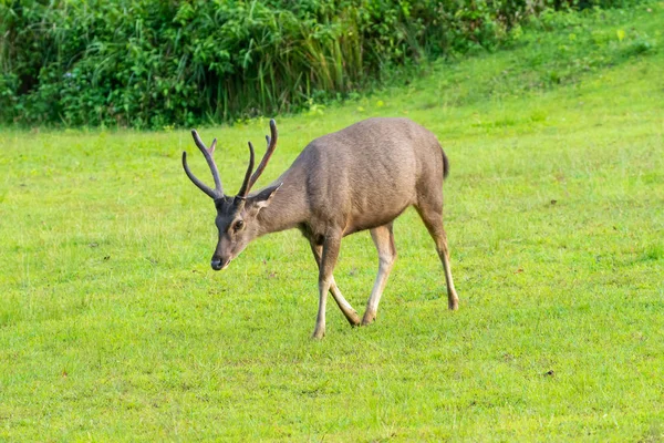 Khao Yai Ulusal Halk Parkı Tayland çayır üzerinde yürüyen vahşi kahverengi geyik