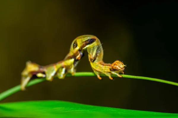 クローズ アップ野生ワーム森の枝の上でクロール — ストック写真