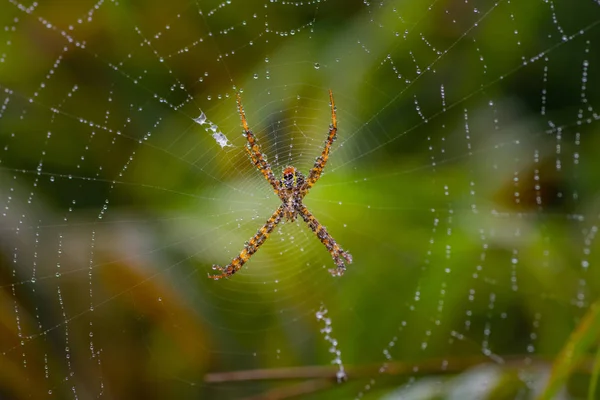 Spinne Mit Schönem Spinnennetz Mit Regentropfen Als Abstrakten Hintergrund Wald — Stockfoto