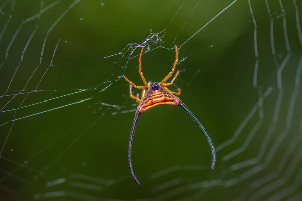 Araignée Avec Belle Toile Araignée Comme Fond Abstrait Dans Forêt — Photo