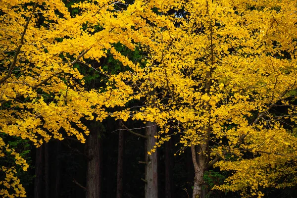 Closeup Bela Árvore Ginkgo Temporada Outono Japão — Fotografia de Stock