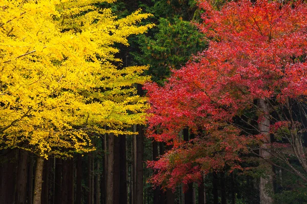 Närbild Vackra Ginkgo Träd Och Lönnträd Höstsäsongen Japan — Stockfoto