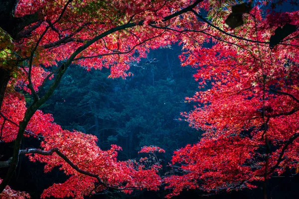 Nahaufnahme Schöne Ahornblätter Mit Herzform Herbst Japan — Stockfoto