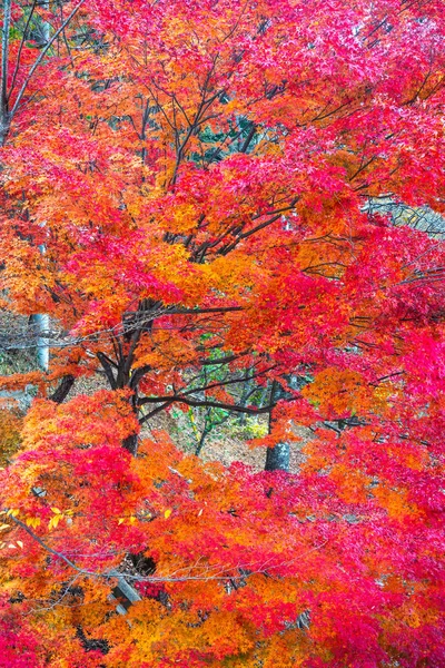 Closeup Beautiful Maple Leaves Autumn Season Japan — Stock Photo, Image