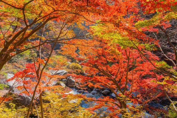 Tatlı Güzel Akçaağaç Sonbahar Sezonunda Japonya Bırakır — Stok fotoğraf