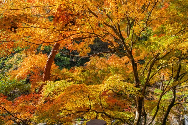 Крупним Планом Красиві Кленові Листи Осінній Сезон Японії — стокове фото
