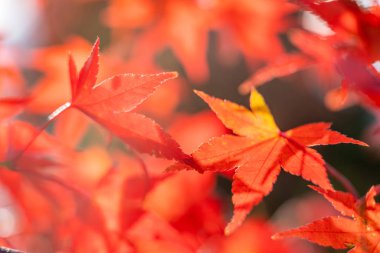 Tatlı güzel Akçaağaç Sonbahar sezonunda Japonya'da bırakır.