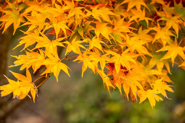 Primeros Planos Hermosas Hojas Arce Temporada Otoño Japón — Foto de Stock