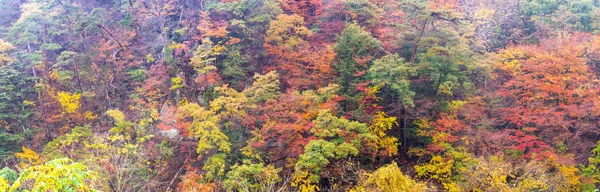 Панорама Перегляд Дивної Осені Горі Вздовж Сільська Дорога Японії — стокове фото