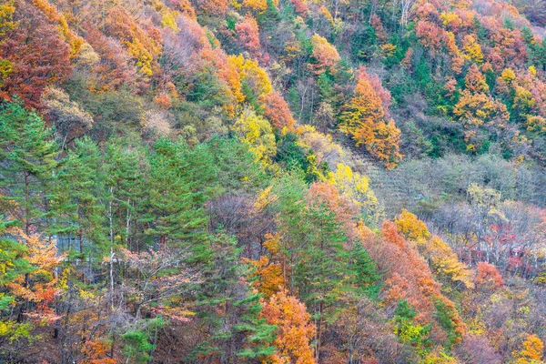 Hermoso Otoño Montaña Largo Del Camino Del País Japón — Foto de Stock