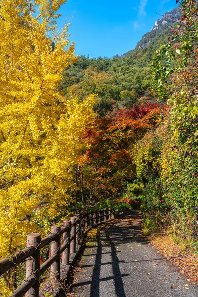 Belas Árvores Outono Com Caminho Cerca Parque Nacional Japão — Fotografia de Stock