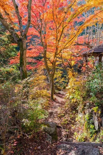 Belas Árvores Outono Parque Nacional Destino Viagem Para Turismo Yamanashi — Fotografia de Stock