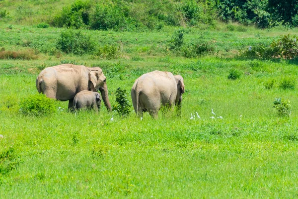 Az elefántok réten csoport Stock Kép
