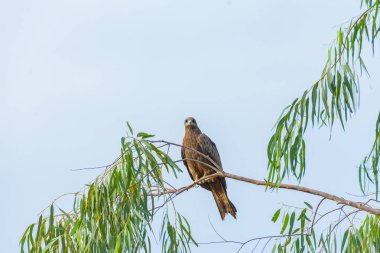 Büyük orman kartalı