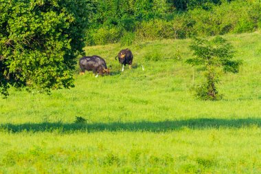 Çayırda ot yiyen yabani bizon grubu