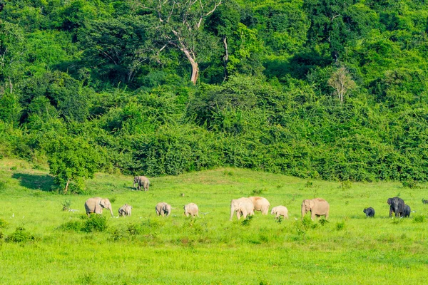 Group of wild elephants eating grass in the meadow — Stock Photo, Image