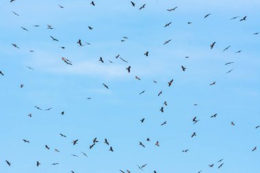 Büyük orman kartalı