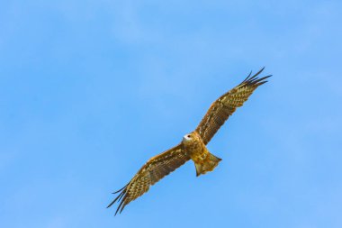 Büyük orman kartalı