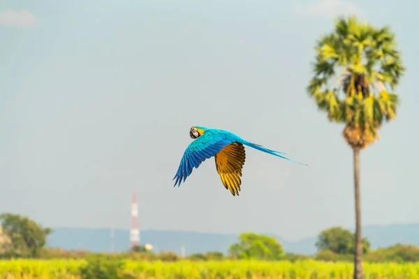 Vackra Ara flygande — Stockfoto