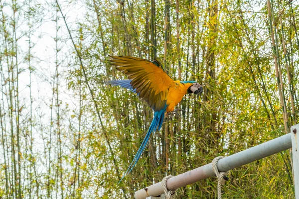 Όμορφη Macaw πετάει — Φωτογραφία Αρχείου