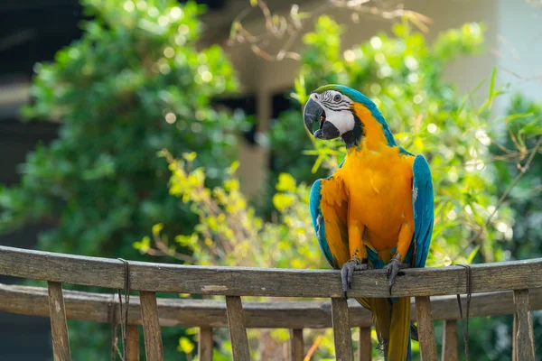 Piękne Macaw perching na drewnianym OXCART — Zdjęcie stockowe